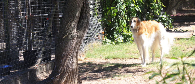 boarding kennels cape town